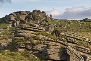 Free roaming Dartmoor pony grazing among the rugged granite outcrops near Saddle Tor