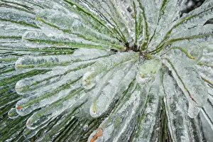 Freezing rain accumulation on evergreen tree after ice storm, Ontario, Canada