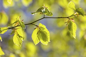 Beech Prints: Fresh beech leaves in spring at Engenhahn im Taunus, Niedernhausen, Hesse, Germany
