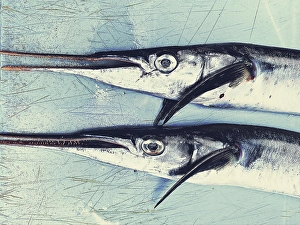 Display Prints: Fresh fish on display at local market, Stonetown. Zanzibar, Tanzania
