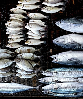 Display Prints: Fresh fish on display at local market, Stonetown. Zanzibar, Tanzania