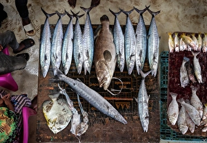 Display Prints: Fresh fish on display at local market, Stonetown. Zanzibar, Tanzania