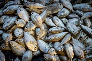Display Prints: Fresh fish on display at local market, Stonetown, Zanzibar, Tanzania