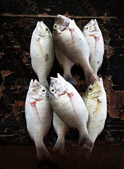 Display Prints: Fresh fish on display at local market, Stonetown. Zanzibar, Tanzania
