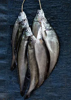Fresh Fish Prints: Fresh fish, Inle Lake, Myanmar (Burma), Asia