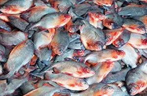Fresh Fish Prints: Fresh fish, Inle Lake, Myanmar (Burma), Asia