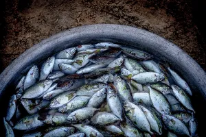 Fish Market Prints: Fresh fish at Tam Tien Fish Market, Quang Nam Province, Central Vietnam