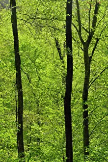 Hillsides Prints: Fresh greenery in the forest on the Lost Valley Trail