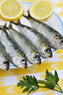 Fish Gallery: Fresh sardines from Setubal. Portugal