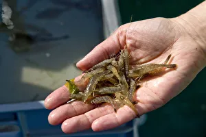 Northern Frisia Prints: Fresh shrimps, Northern Frisia, Schleswig Holstein, Germany