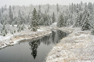 Snowing Prints: Fresh snow on Junction Creek shoreline trees, Greater Sudbury, Ontario, Canada