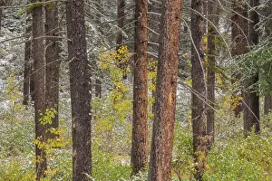 Woodlands Prints: Fresh snow on understory shrubs in a lodgepole pine forest
