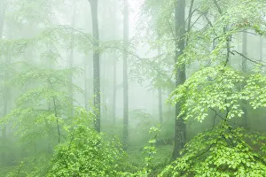 Bulgaria Prints: Fresh spring foliage in mist shrouded beech forest, Eastern Rhodope Mountains, Bulgaria
