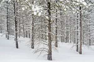 Pines Prints: Fresh winter snow in the ponderosa pine woodland, Bryce Canyon National Park, Utah, USA