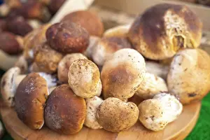 Harvest Prints: Freshly picked porcini mushrooms from Monferrato, Piedmont, Italy