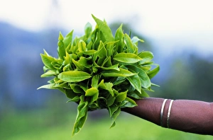 Tea Plantation Prints: Freshly picked tea leaves