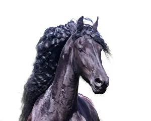 Equus Prints: Friesian horse, Friesland, North Netherlands