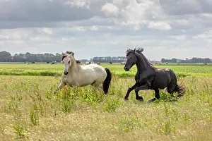 Equus Prints: A Friesian horse and mixed breed horse run free, North-West Friesland, Netherlands