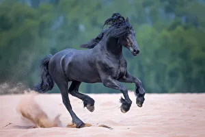 Mane Prints: A Friesian horse runs free, Friesland, North Netherlands