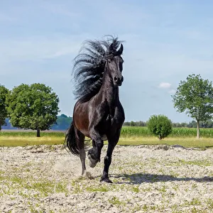 Mane Prints: A Friesian horse runs free, Friesland, North Netherlands