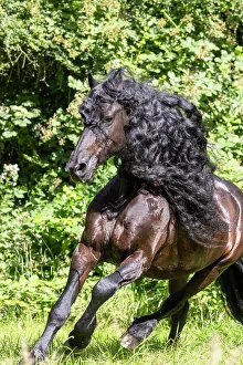 Equus Prints: A Friesian horse runs free, Friesland, North Netherlands
