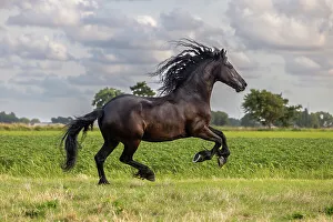 Equus Prints: A Friesian horse runs free, Friesland, North Netherlands