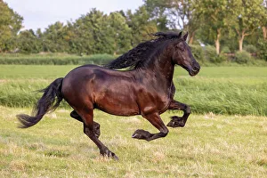 Equus Prints: A Friesian horse runs free, Friesland, North Netherlands