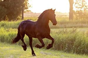 Equus Prints: A Friesian horse runs free, Friesland, North Netherlands