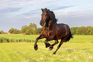 Equus Prints: A Friesian horse runs free, Friesland, North Netherlands
