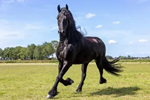 Equus Prints: A Friesian horse runs free, Friesland, North Netherlands