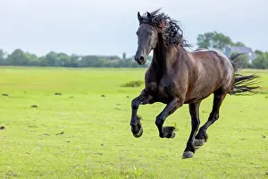 Equus Prints: A Friesian horse runs free, North-West Friesland, Netherlands