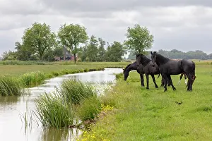 Equus Prints: Friesian horses graze by a canal, North-West Friesland, Netherlands