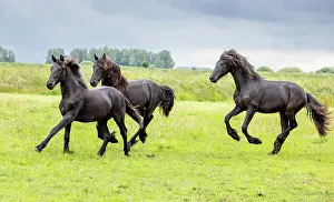 Running Prints: Three Friesian horses run free, North-West Friesland, Netherlands
