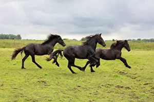 Horses Prints: Three Friesian horses run free, North-West Friesland, Netherlands