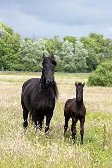 Equus Prints: A Friesian mare and her foal, North-West Friesland, Netherlands
