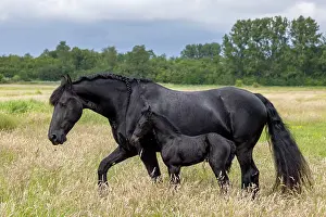 Holland Prints: A Friesian mare and her foal, North-West Friesland, Netherlands