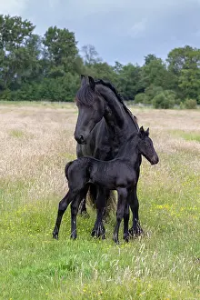 Horses Prints: A Friesian mare and her foal, North-West Friesland, Netherlands