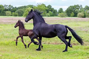 Running Prints: A Friesian mare and her foal run free, North-West Friesland, Netherlands