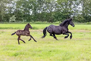 Running Prints: A Friesian mare and her foal run free, North-West Friesland, Netherlands