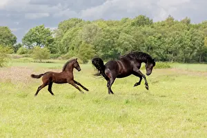 Running Prints: A Friesian mare and her foal run free, North-West Friesland, Netherlands