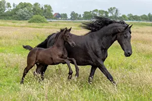 Running Prints: A Friesian mare and her foal run free, North-West Friesland, Netherlands