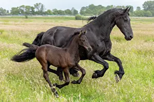 Running Prints: A Friesian mare and her foal run free, North-West Friesland, Netherlands
