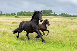 Running Prints: A Friesian mare and her foal run free, North-West Friesland, Netherlands
