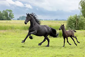 Running Prints: A Friesian mare and her foal run free, North-West Friesland, Netherlands