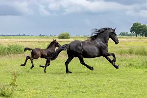Horses Prints: A Friesian mare and her foal run free, North-West Friesland, Netherlands