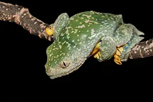 Frogs Of South America Prints: Fringed Leaf Frog (Cruziohyla craspedopus) - captive bred
