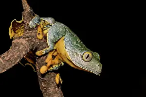 Frogs Of South America Prints: Fringed Leaf Frog (Cruziohyla craspedopus) - captive bred