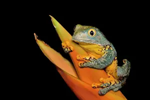 Frogs Of South America Prints: Fringed Leaf Frog (Cruziohyla craspedopus) - captive bred