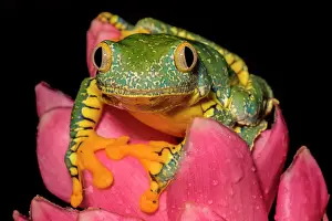 Tree Frog Prints: Fringed Leaf Frog (Cruziohyla craspedopus) - captive bred, Ontario, Canada