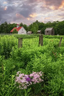 Rustic Prints: Fringed pink flowers at sunrise on a farm in North Sutton, New Hampshire, USA
